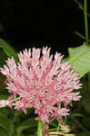 Purple milkweed